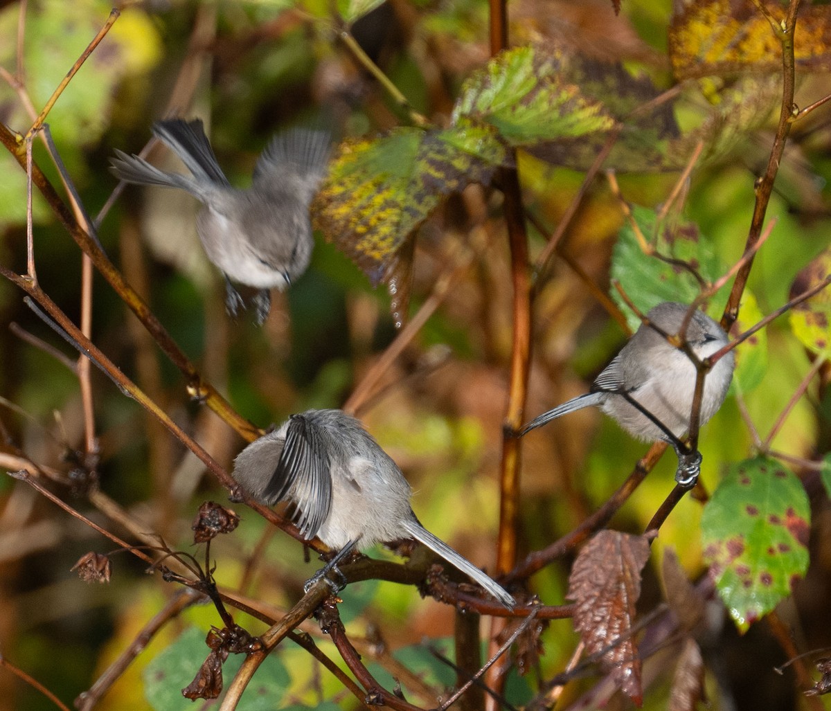 ヤブガラ - ML644334147