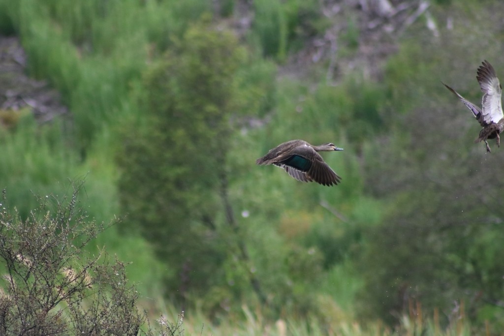 Pacific Black Duck - ML644334154