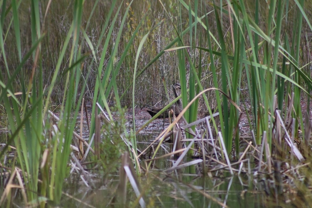 Pacific Black Duck - ML644334155
