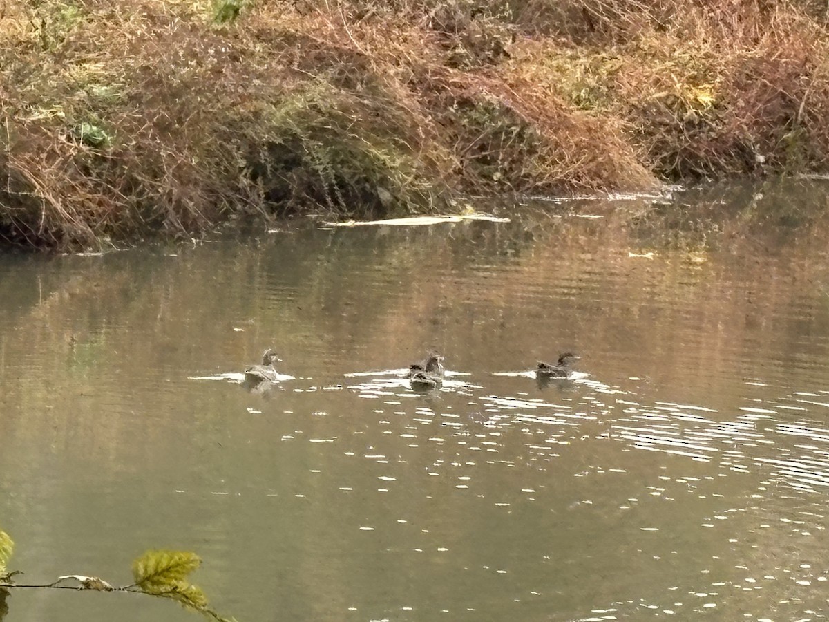 duck sp. - ML644334179