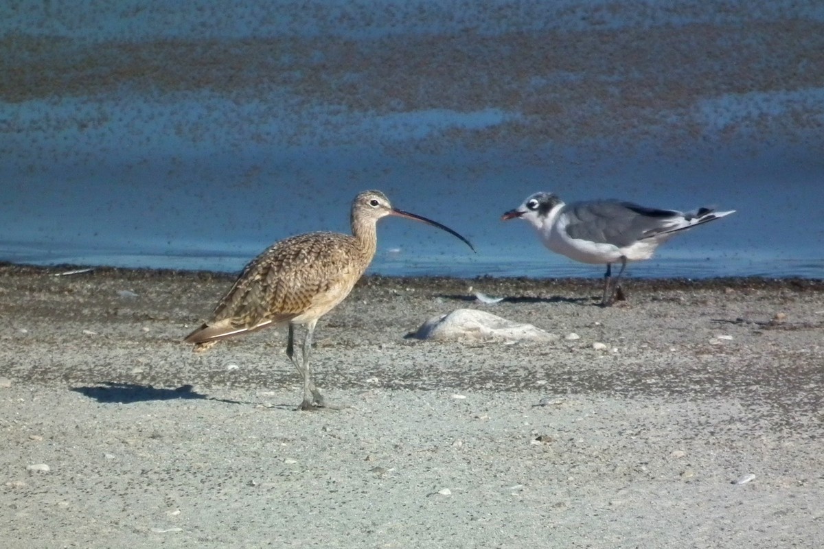 Long-billed Curlew - ML644334181