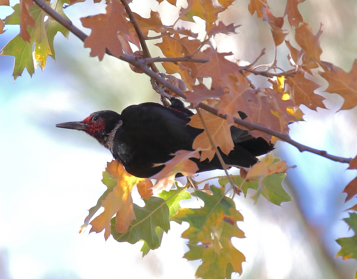 Lewis's Woodpecker - ML644334192