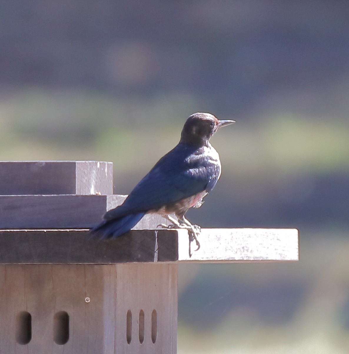 Lewis's Woodpecker - ML644334200