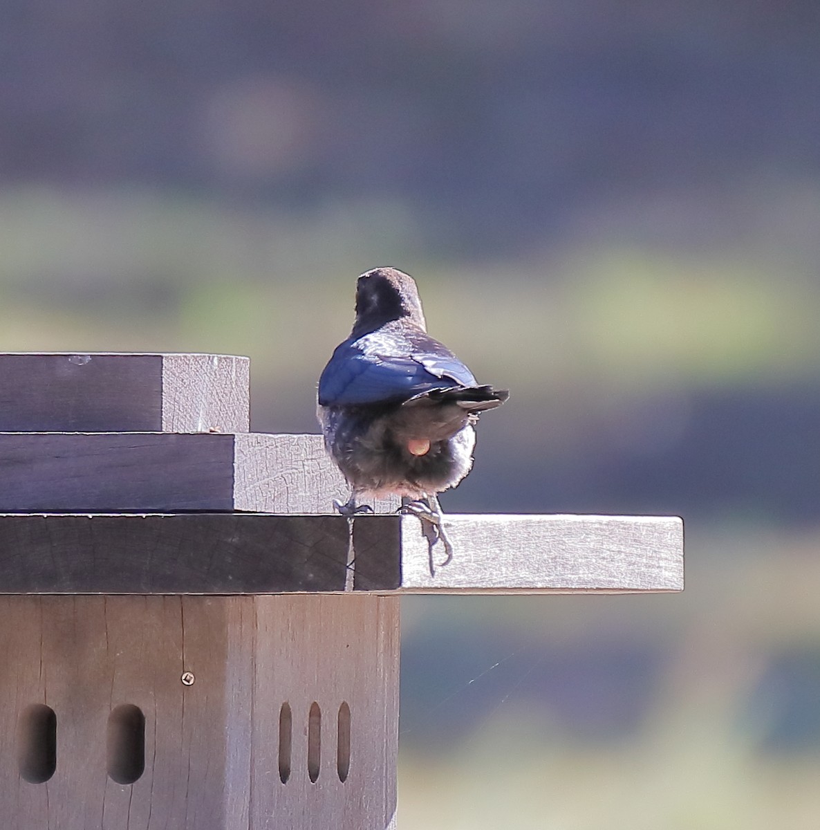 Lewis's Woodpecker - ML644334204