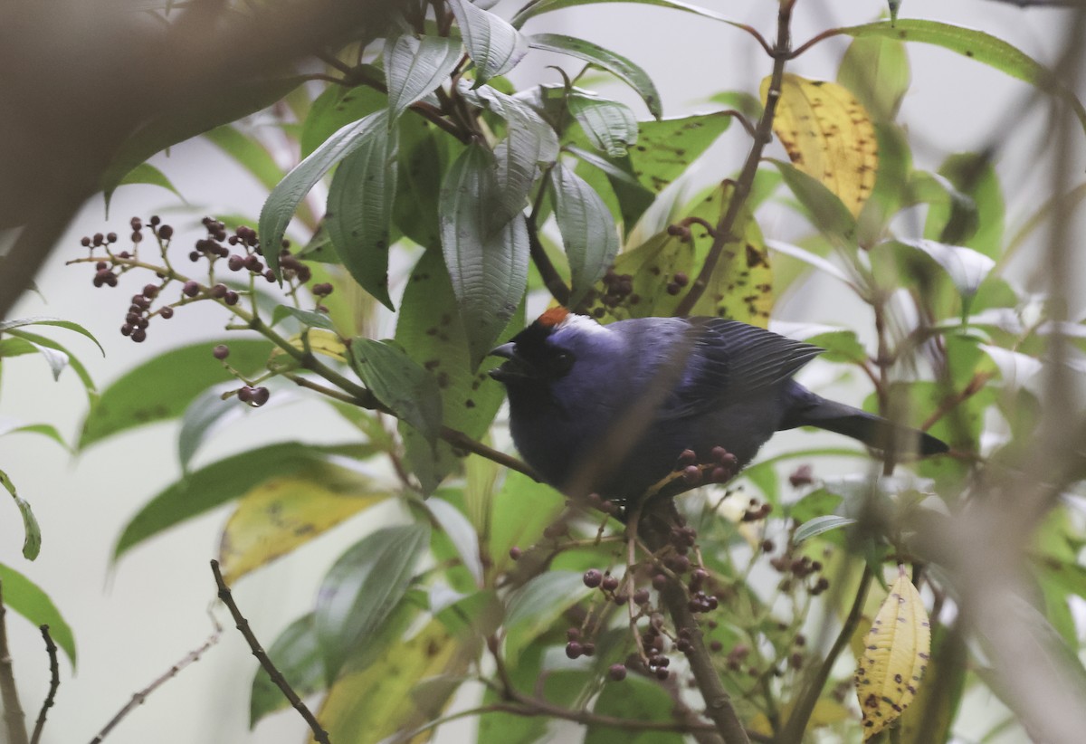 Diademed Tanager - ML644334219