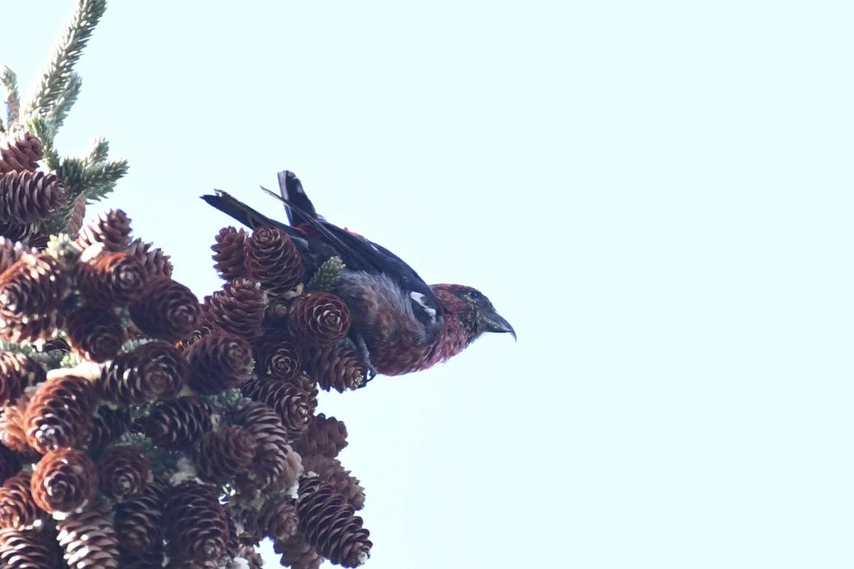 White-winged Crossbill - ML644334221