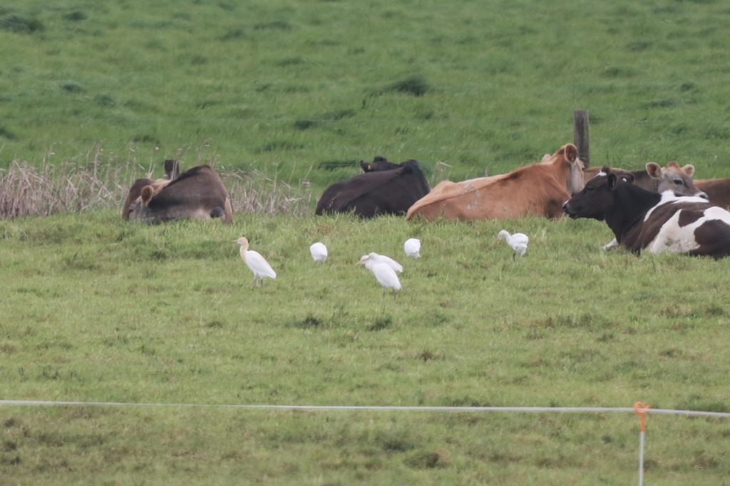 Eastern Cattle-Egret - ML644334247