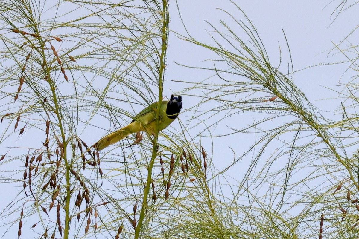 Inkablaurabe (Grünblaurabe) - ML644334250