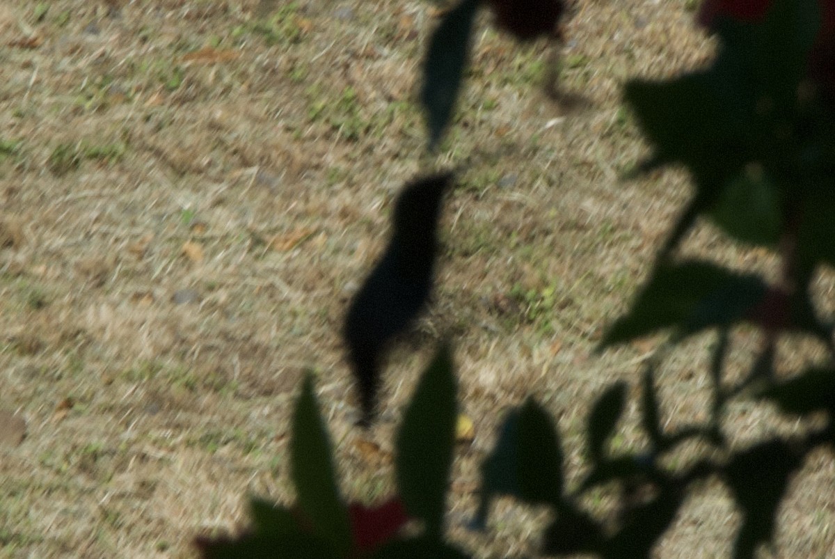 Green-throated Carib - ML644334264