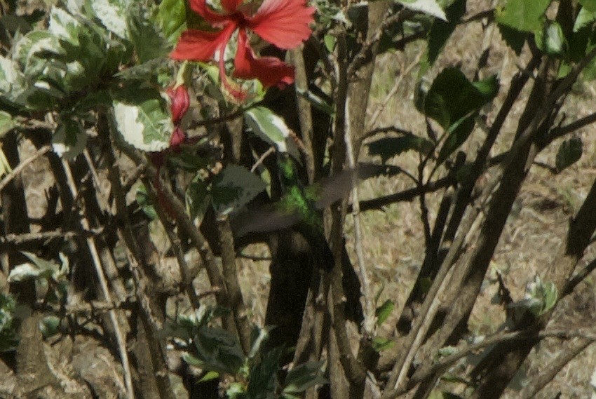 Green-throated Carib - ML644334265