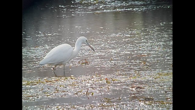 Little Blue Heron - ML644334291