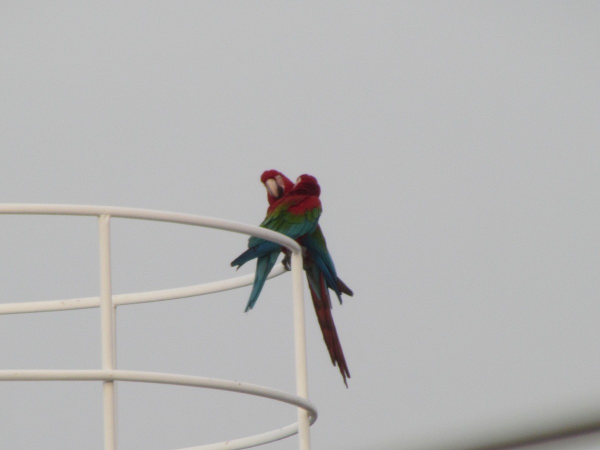 Red-and-green Macaw - ML644334297