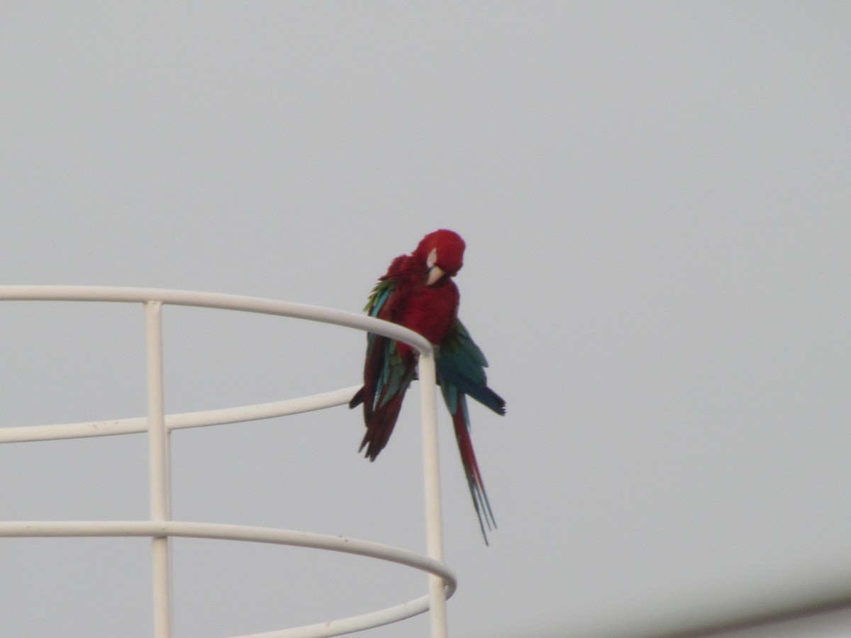 Red-and-green Macaw - ML644334298