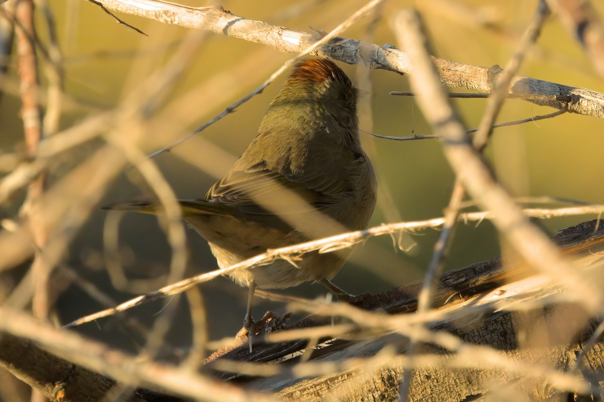 Green-tailed Towhee - ML644334305