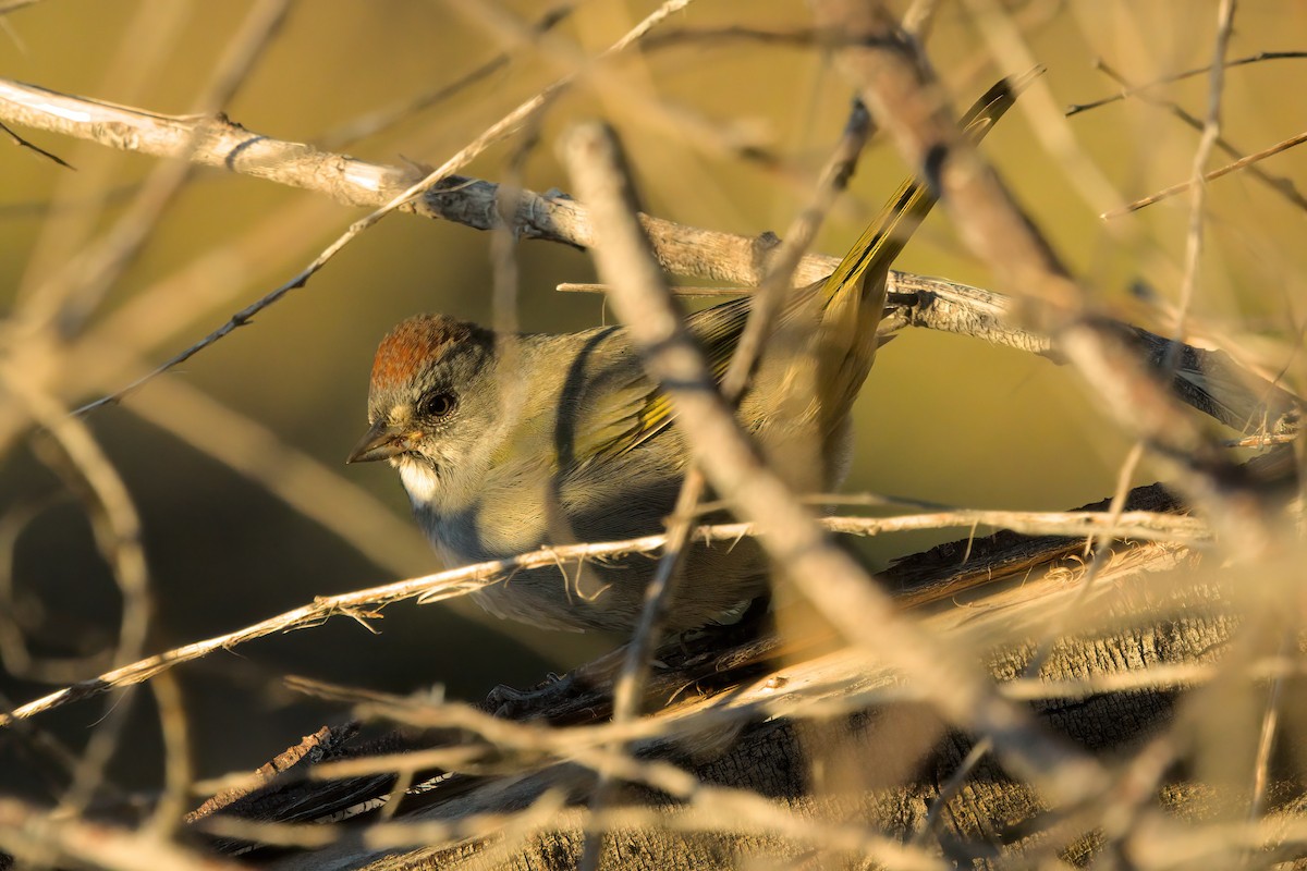 Green-tailed Towhee - ML644334306