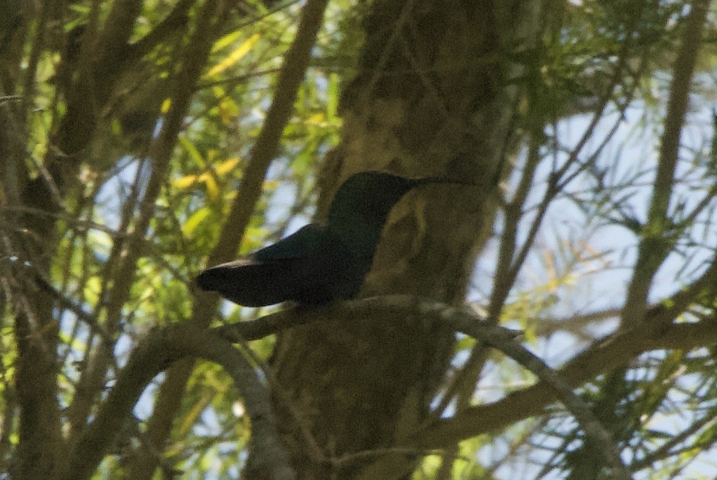 Green-throated Carib - ML644334309