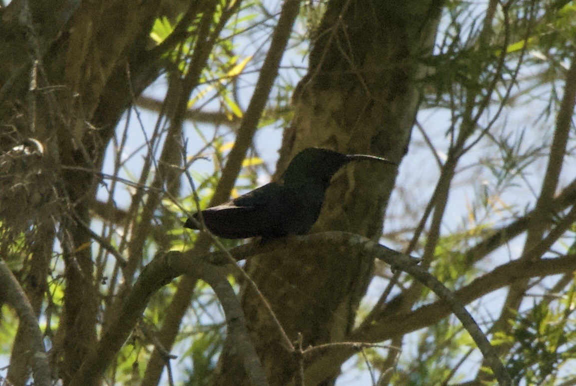 Green-throated Carib - ML644334310