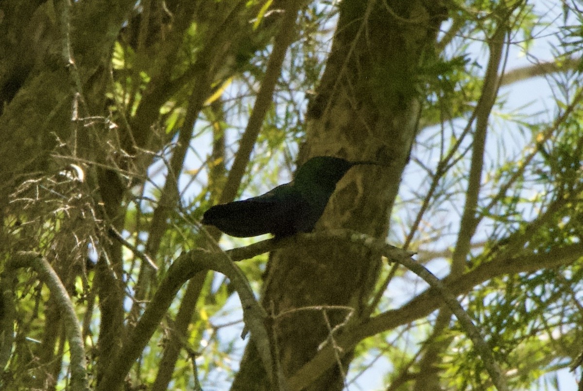 Green-throated Carib - ML644334311