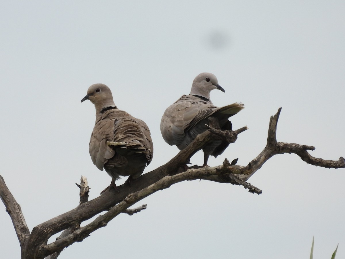 Eurasian Collared-Dove - ML644334314