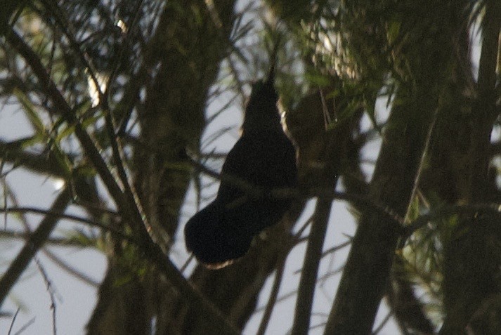 Antillean Crested Hummingbird - ML644334317
