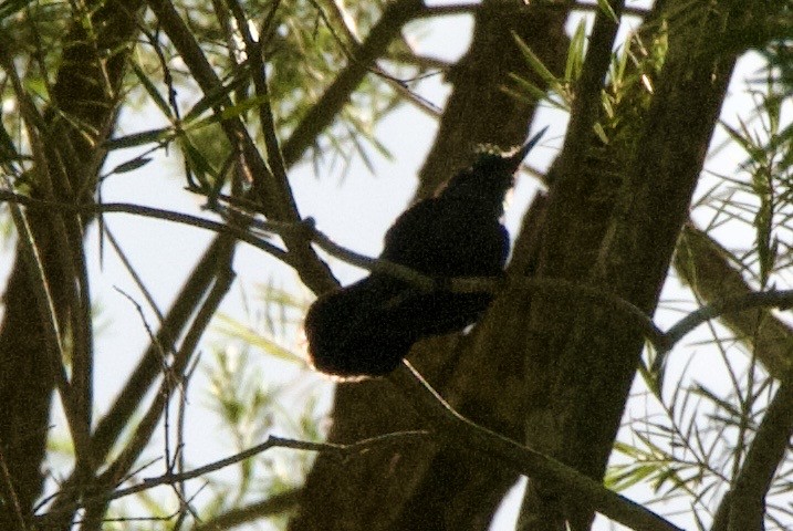 Antillean Crested Hummingbird - ML644334319