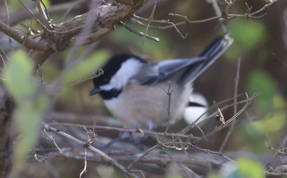 Black-capped Chickadee - ML644334323