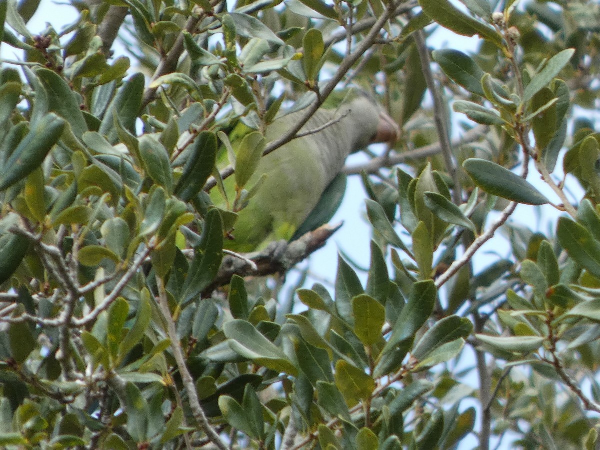 munkeparakitt - ML644334338