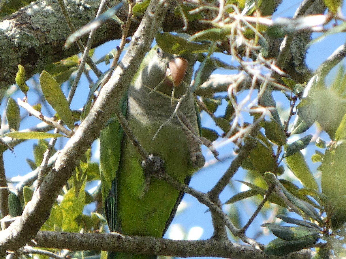 munkeparakitt - ML644334341