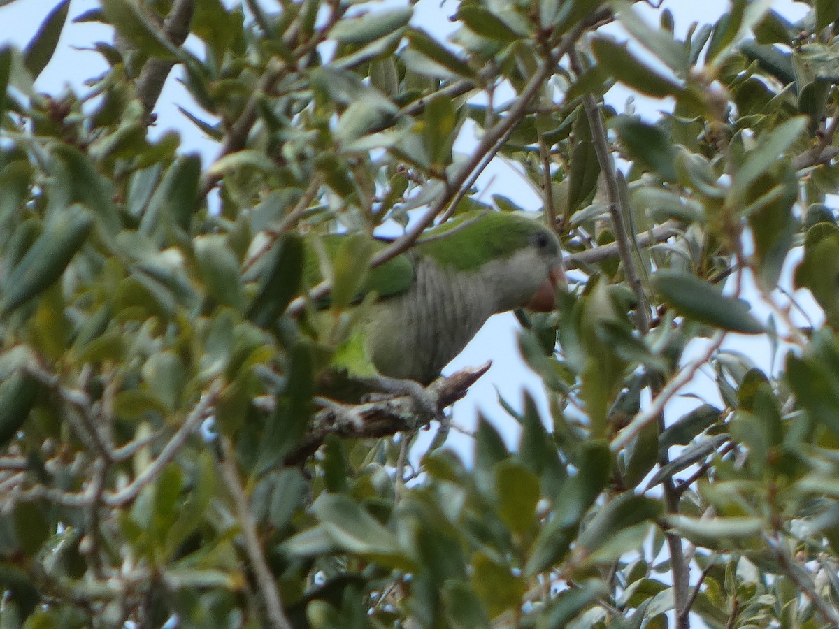 munkeparakitt - ML644334342