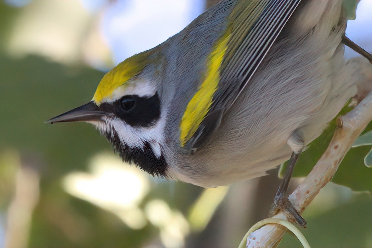 gullvingeparula - ML644334345