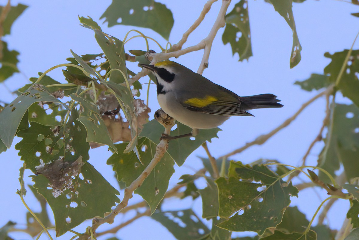 gullvingeparula - ML644334349