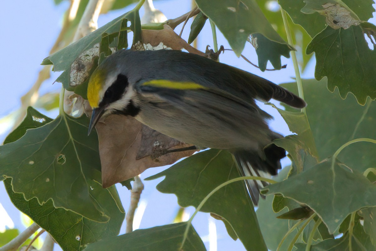 gullvingeparula - ML644334352