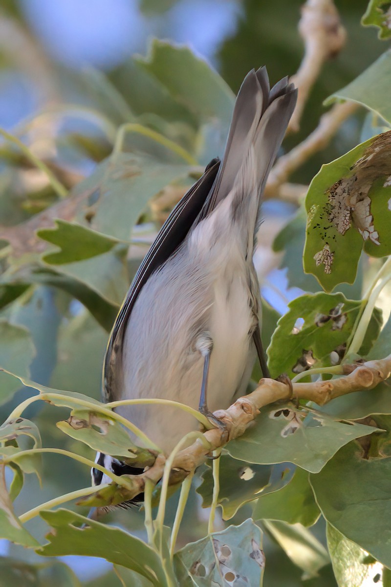 gullvingeparula - ML644334353