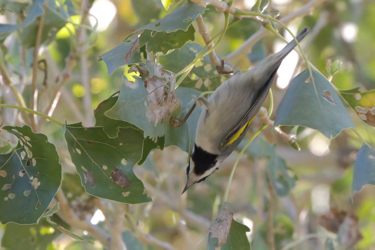 gullvingeparula - ML644334354