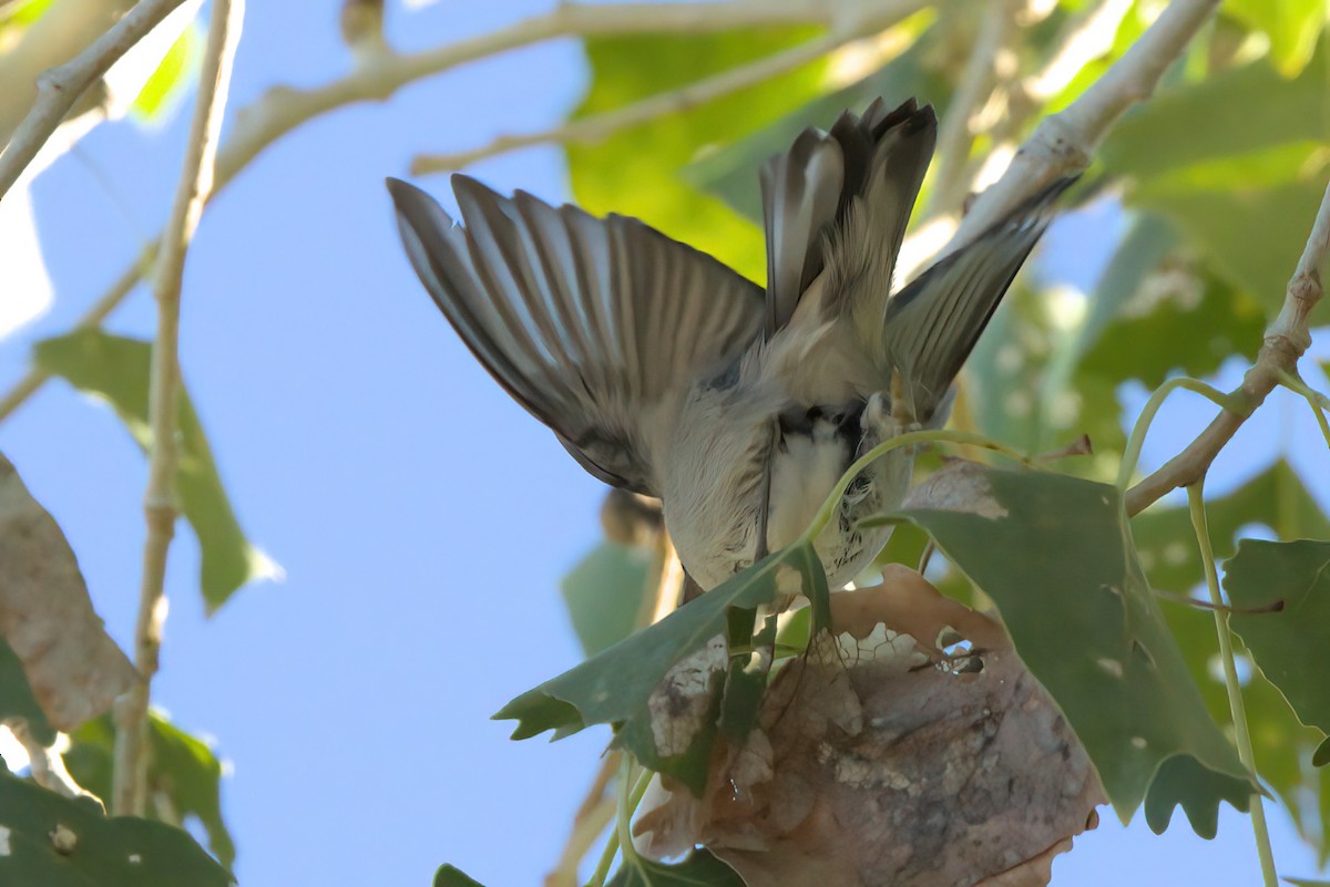 gullvingeparula - ML644334355