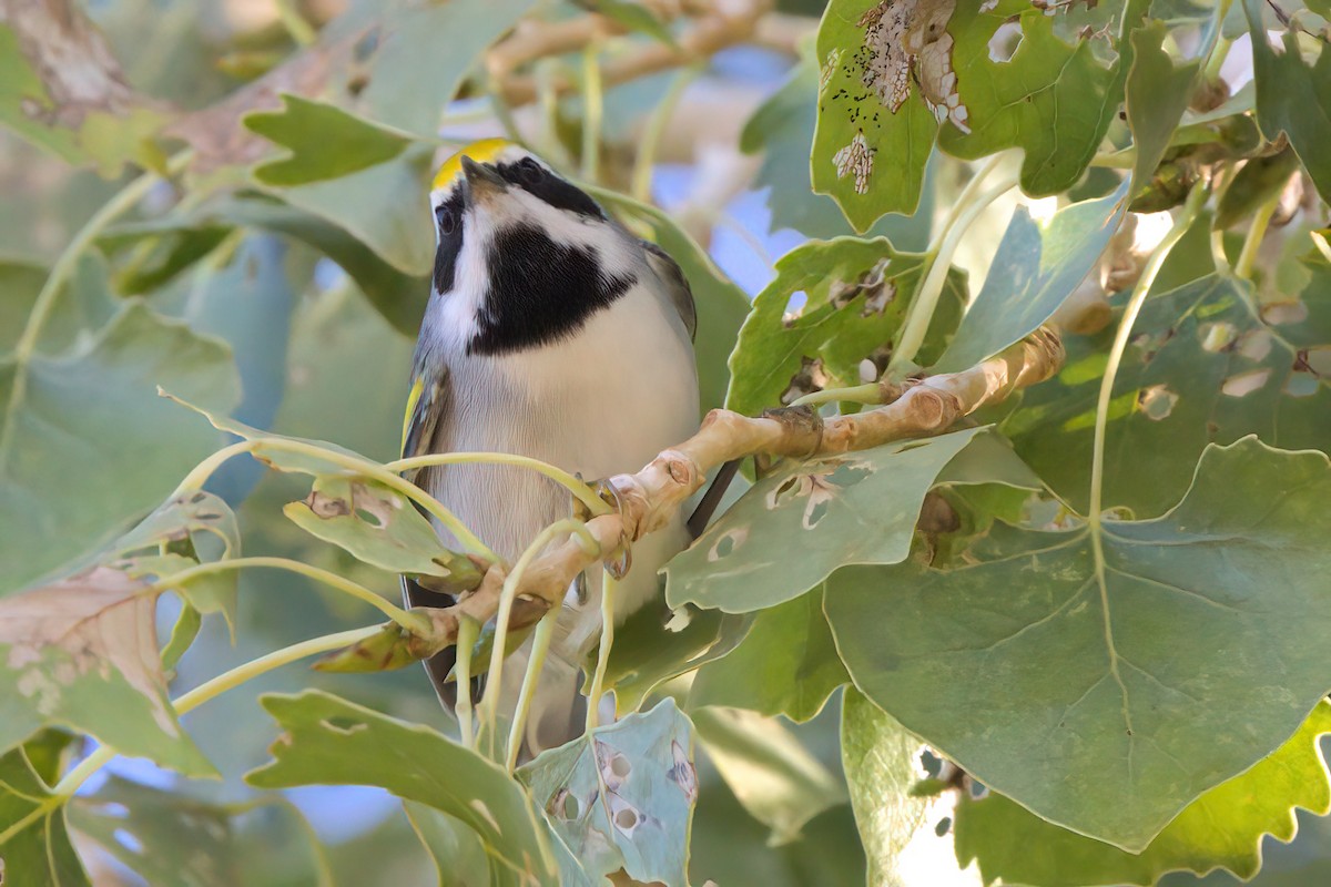 gullvingeparula - ML644334357