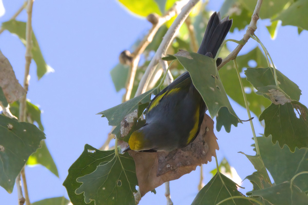 gullvingeparula - ML644334358