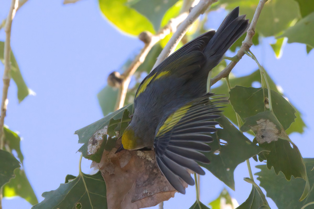 gullvingeparula - ML644334359