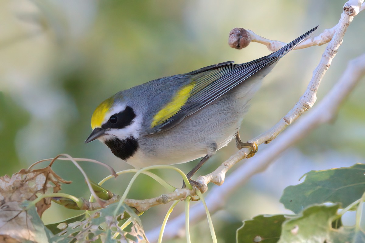 gullvingeparula - ML644334360