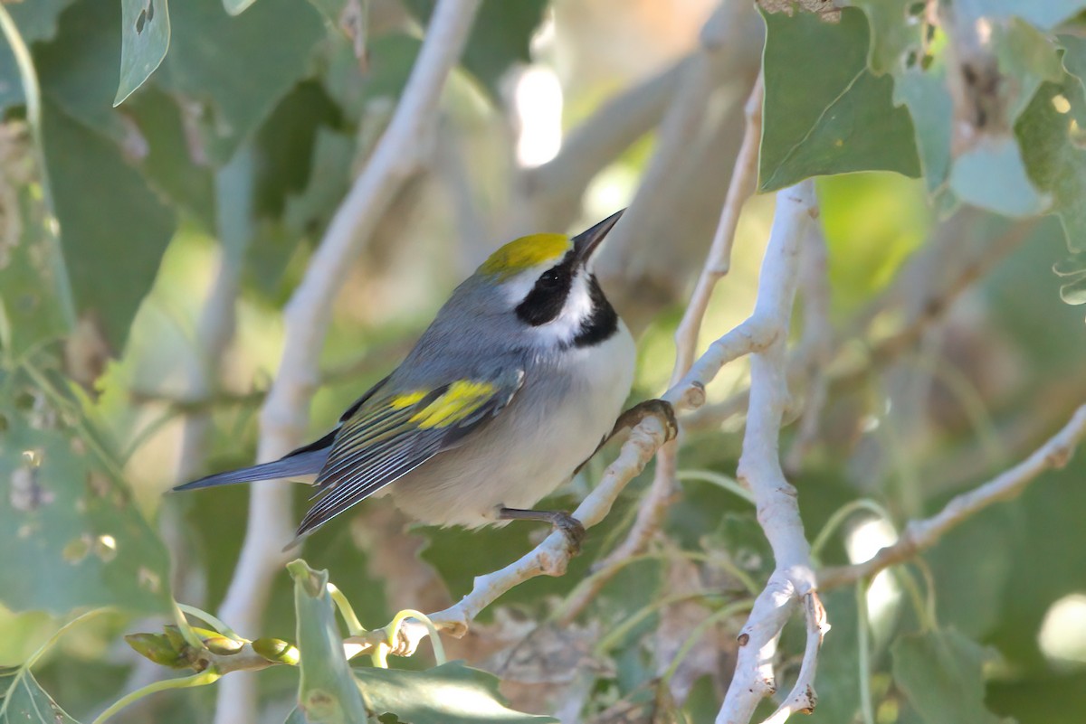 gullvingeparula - ML644334361