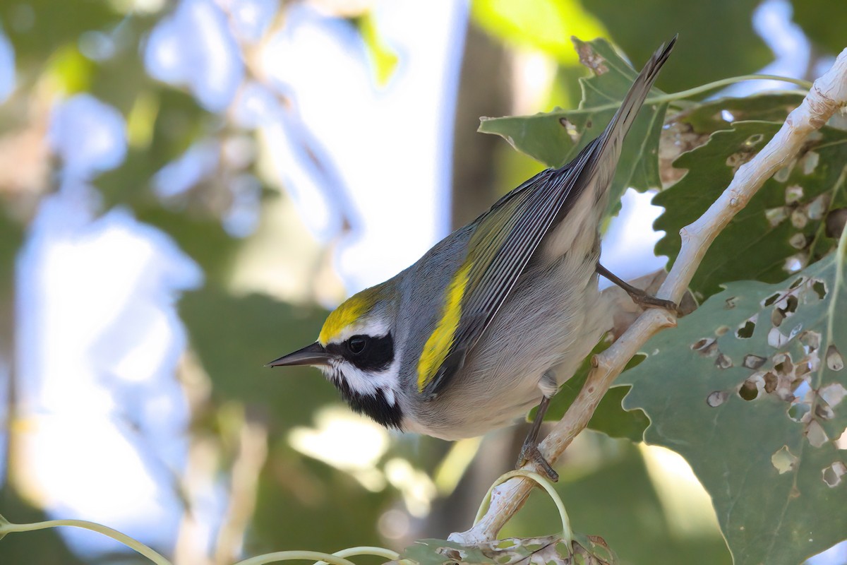 gullvingeparula - ML644334363