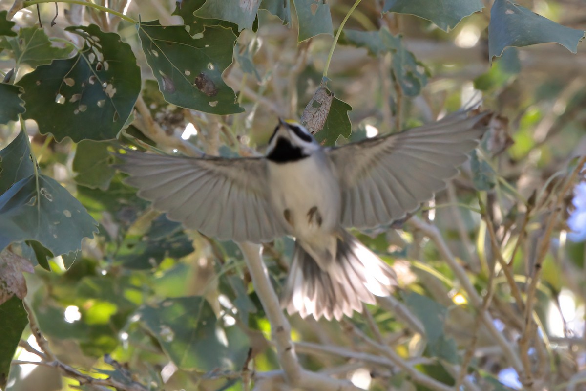 gullvingeparula - ML644334364