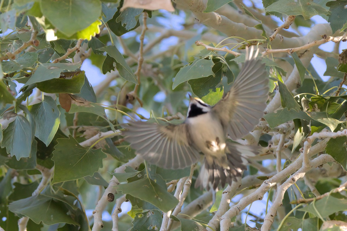 gullvingeparula - ML644334365