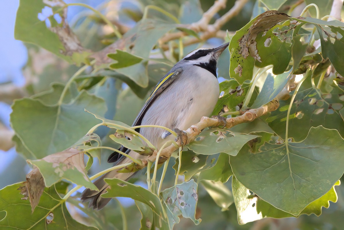 gullvingeparula - ML644334366