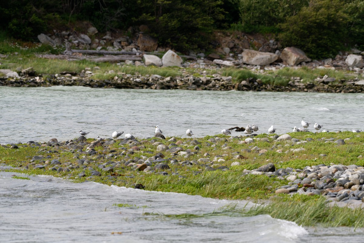 kortnebbmåke - ML644334370