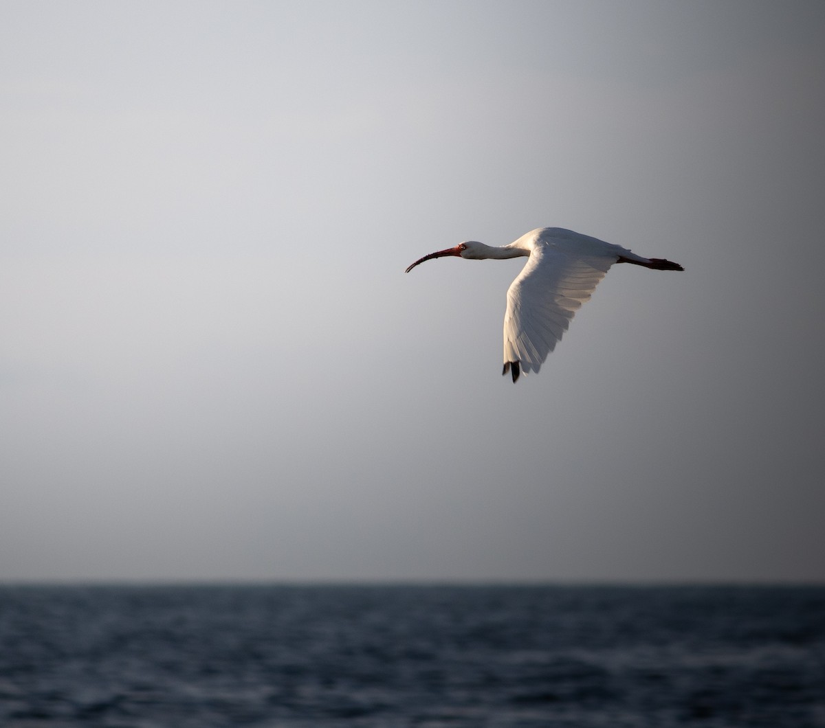 White Ibis - ML644334371