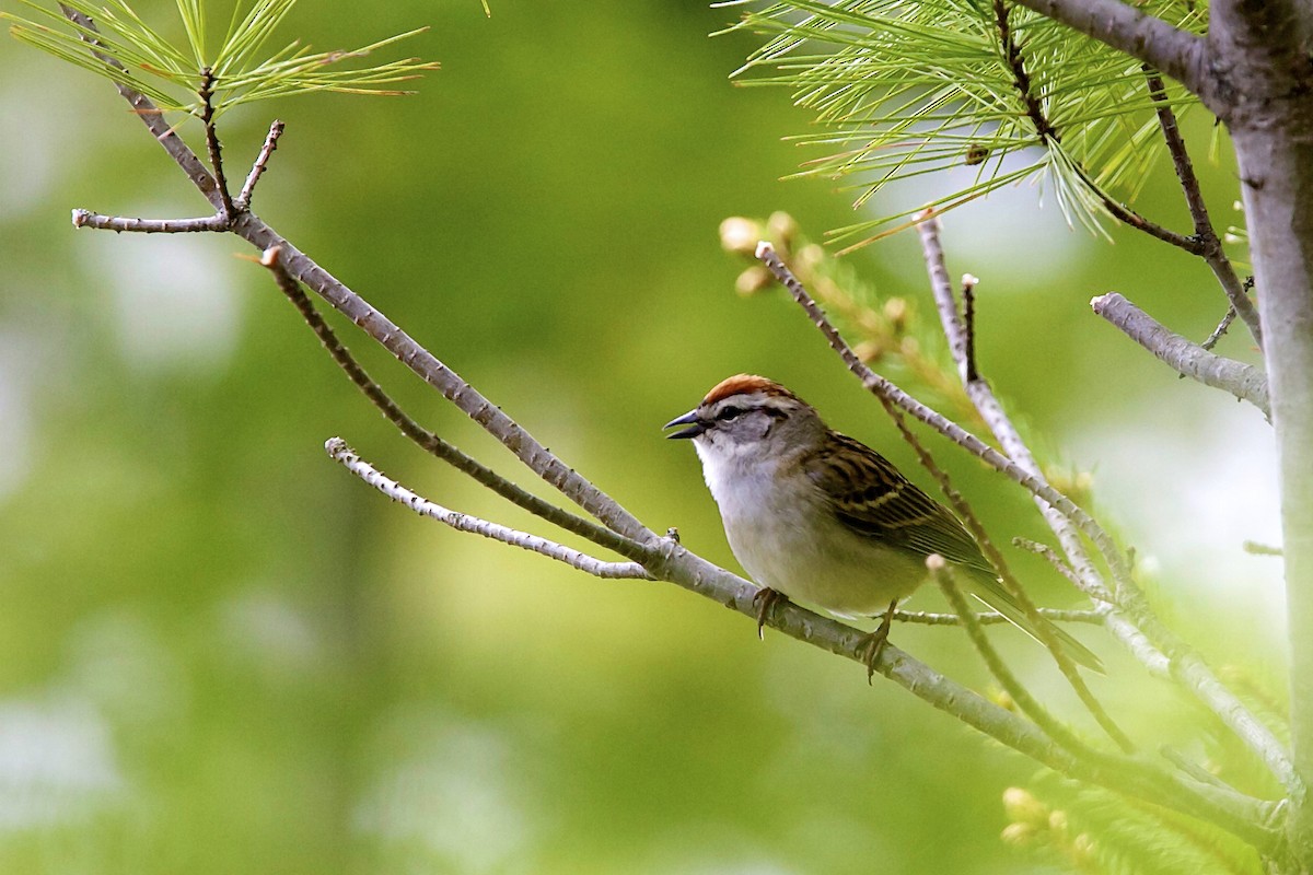 brunissespurv - ML644334373