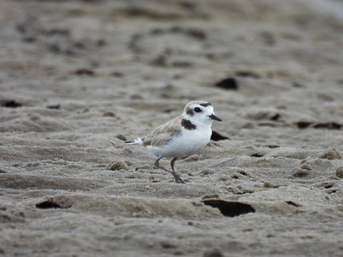 snølo - ML644334375