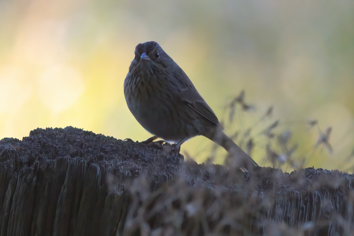 gråbrynspurv - ML644334380