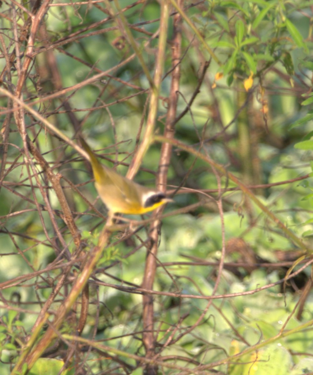 Common Yellowthroat - ML644334381